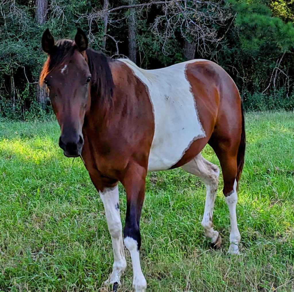 Therapeutic equine session at Cherokee Outlaw Ranch